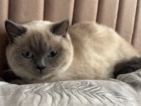 Blue point british shorthair