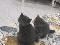 British shorthair yavrular teslime hazır