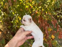 Dünyalar tatlısı küçük boy chihuahua