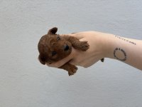 Kore maltipoo
