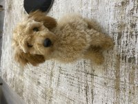 4 aylık dişi toy poodle yavrumuz