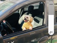 Köpeğimiz sahiplendirilecektir