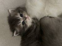 Scottish tabby british longhair erkek ve dişi 2 aylık