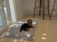 Evinizin akıllı yorkshire terrier şekeri