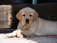 TÜRKİYENİN EN ÖZEL LABRADOR YAVRULARI 