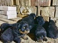Orjinal rottweiler yavruları rezervede