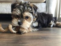 Bol tüylü pofuduk yavru yorkshire terrier