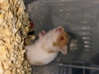 Birbirinden Güzel Hamster Minikler