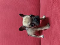 Yavru french bulldog