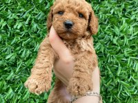 Toy poodle bebekler