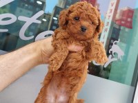 Toy poodle erkek yavrularım