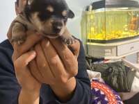 Pinscher Yavruları