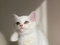 SLİVER YAVRU KEDİMİZ