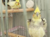 Eş sultan papağanı acil ihtiyaçtan