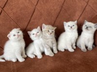 SCOTTİSH ÖZEL KEDİLER KONYA