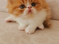 45 günlük safkan exotic shorthair