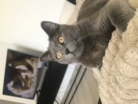 Erkek british shorthair kedimi sahiplendirmek istiyorum