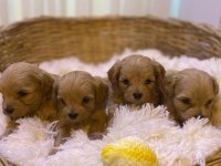 Tea Cup Poodle Bebeler