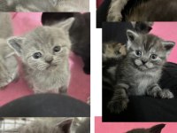 Birbirinden tatlış british shorthair yavrular yuva arıyor