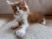 XXL cüsse mükemmel profil dopdolu maine coon
