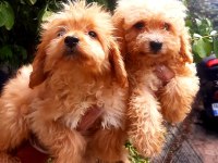 Maltipoo yavrularımda son nokta