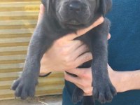 DEV ANNE BABADAN ÜST KALİTE CANE CORSO YAVRULAR