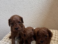 Ev ortamında büyüyen safkan poodle yavrular