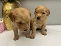 Golden Retriever Miniklerim