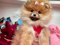 Sevimli Pomeranian Boo Yavrularımız