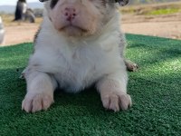 Border collie yavrularımız