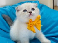 Scottish Fold Erkek Yavrumuza Yuva Uyguna