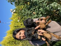 Üst kalite king doberman yavrularım