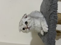 5 Adet Yavru Scottish Fold