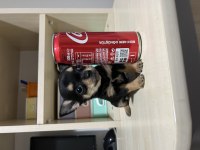 Kilogram Garantili Dişi Yavrumuz Chihuahua