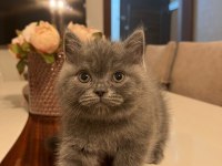 SCOTTİSH STRAIGHT 2 AYLIK ERKEK KEDİ