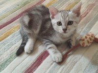 Anne scottish baba amerikan shorthair