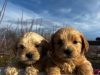 DÜNYA TATLISI MALTİPOO KALİTELİ BEBEKLER