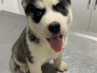 Sibirya Kurdu (Husky) Yavrularımız