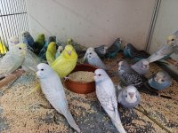 Bebek yavrular ele alışkın ısırmaz çek muhabbet kuşlar