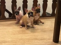 4 aylık kaliteli ve sağlıklı French Bulldog