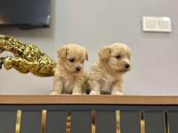 Maltipoo yavrularımız yeni ailelerini bekliyor
