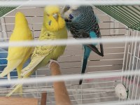 Muhabbet kuşlar tekli hepsi nasıl dersen