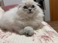 Scottish Longhair