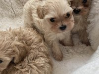 Poodle Kalitesinde Maltipoo