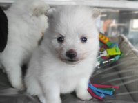 Kar Beyaz Samoyed Bebekleri
