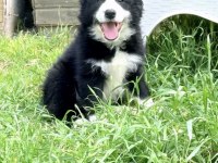 Çiftliğimizden Safkan Border Collie Yavrular