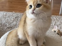 Safkan British Shorthair erkek yavru