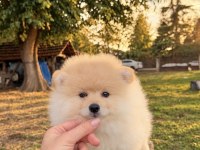 POMERANİAN BOO TEDDY FACE