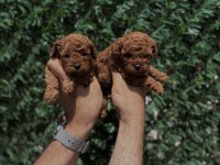 Toy Poodle Puppy