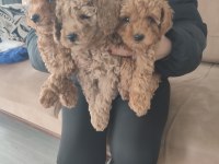 TOY POODLE YAVRULAR İZMİR